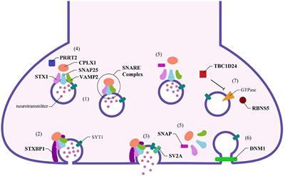 Synaptopathies in Developmental and Epileptic Encephalopathies: A Focus on Pre-synaptic Dysfunction